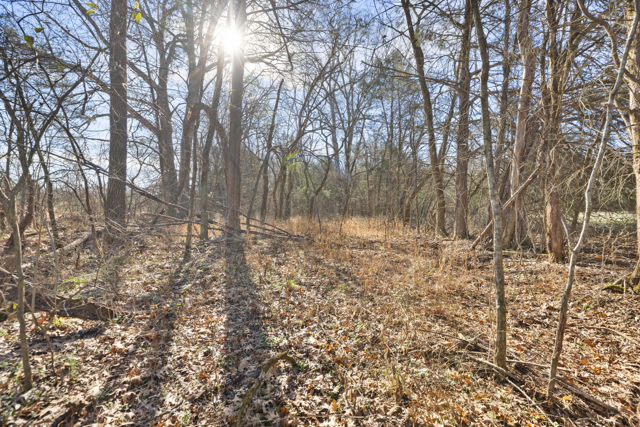 2265 Holly Grove Road Lewisburg, TN 37091 - Photo 5 of 47 a view of empty room with trees