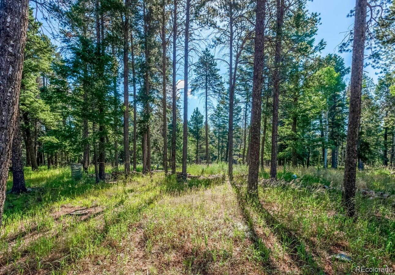 12802 Upper Ridge Road Conifer, CO 80433 - Photo 24 of 27 a view of backyard with green space