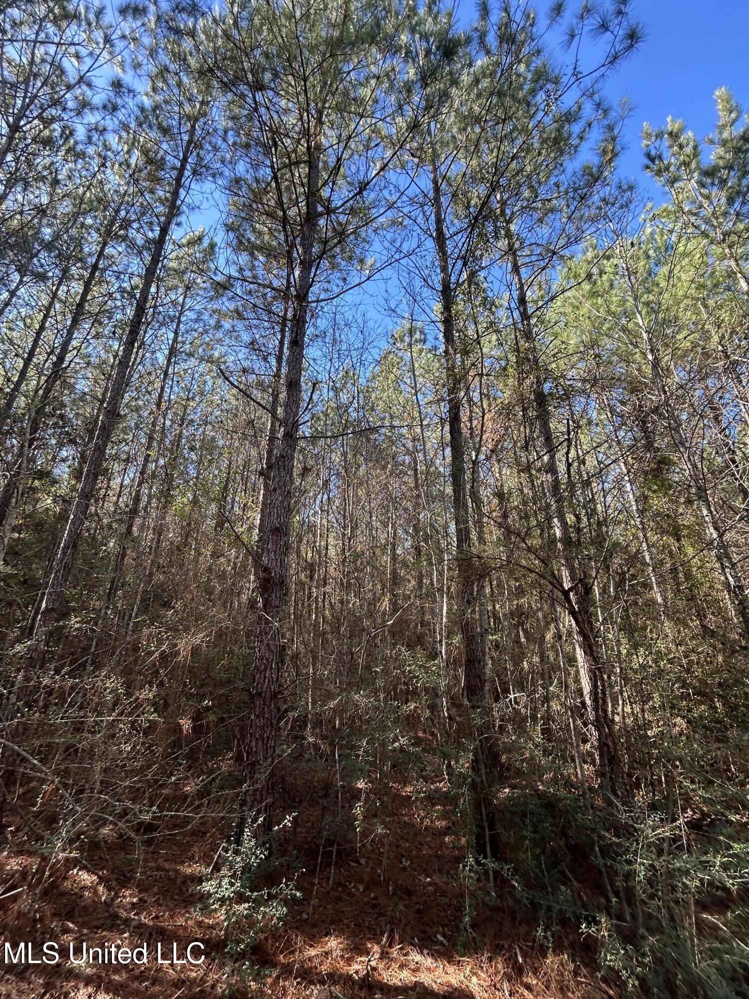 . Dwain Road Osyka, MS 39657 - Photo 10 of 31 IMG_1439