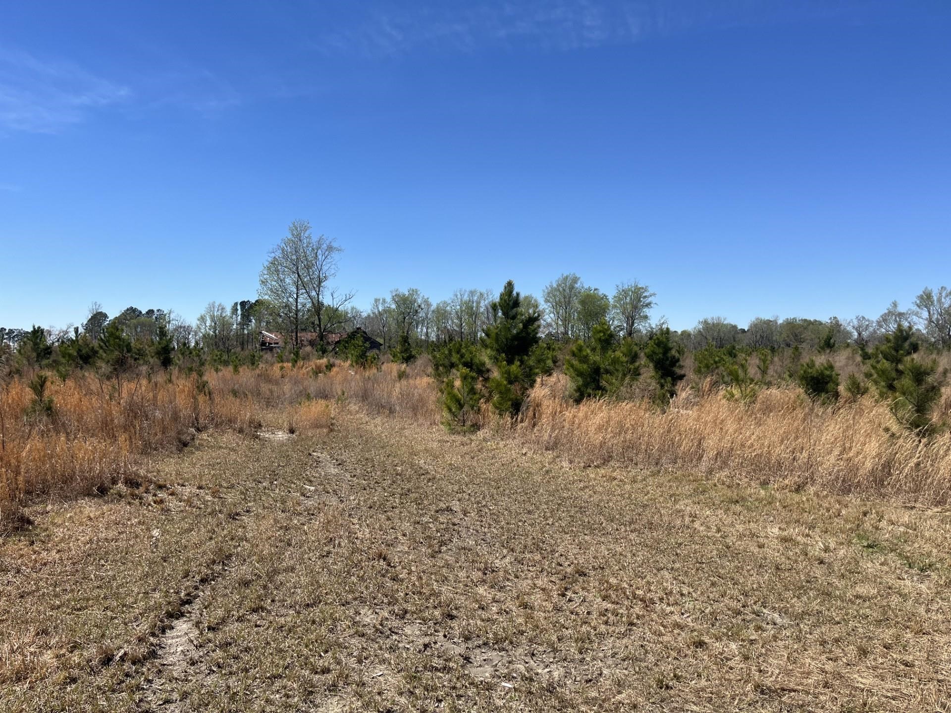 Attadale Road Blenheim, SC 29516 - Photo 1 of 9
