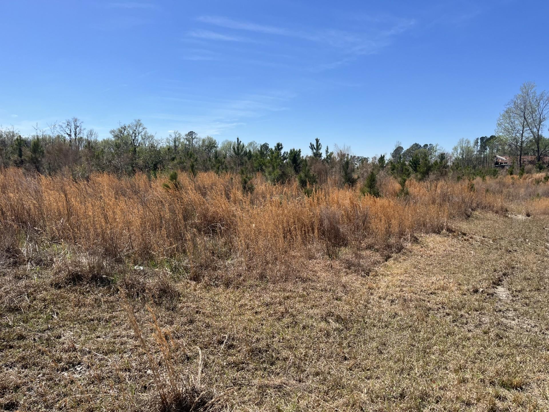 Attadale Road Blenheim, SC 29516 - Photo 6 of 9