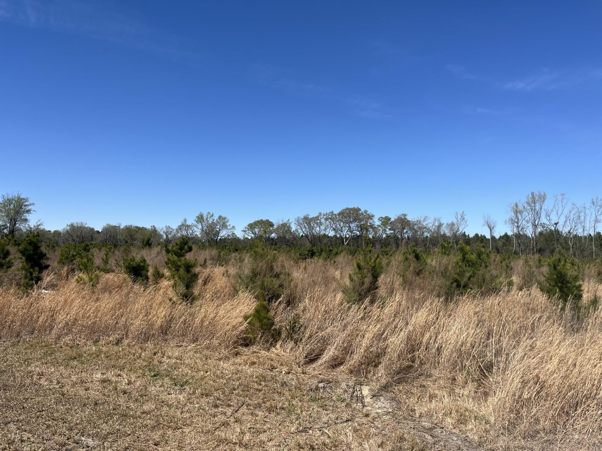 Attadale Road Blenheim, SC 29516 - Photo 8 of 9