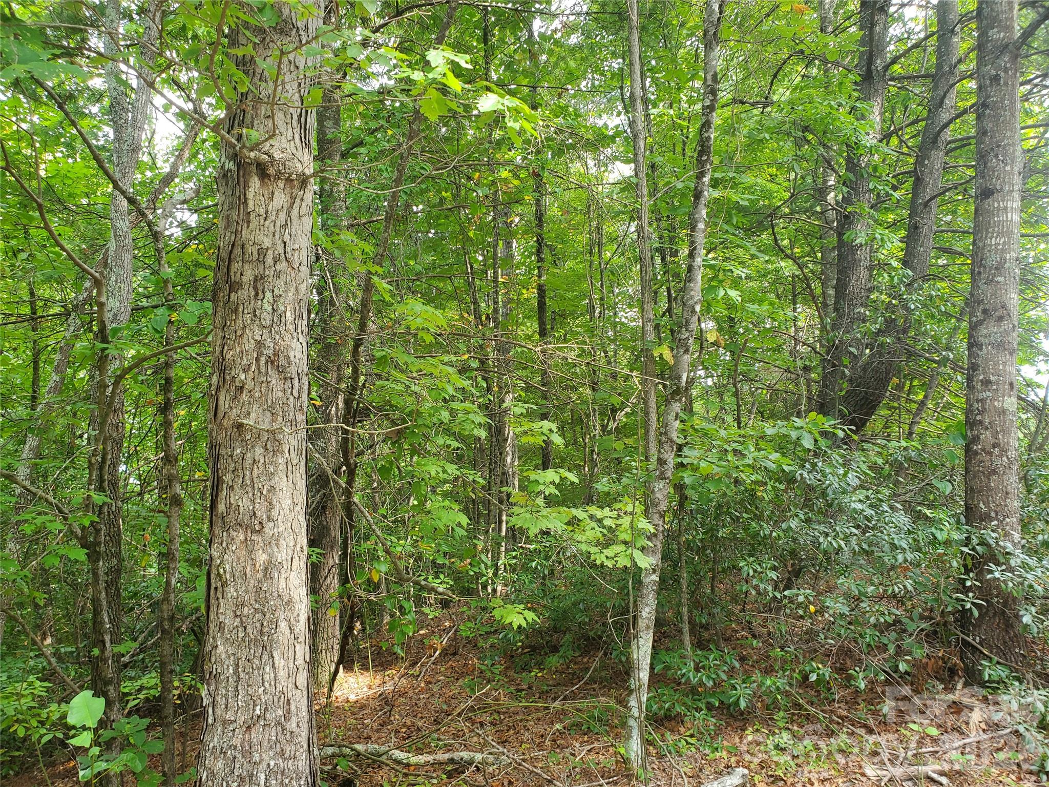 3024 Pearson Mountain Road Boomer, NC 28606 - Photo 29 of 39 Gallery Image 29