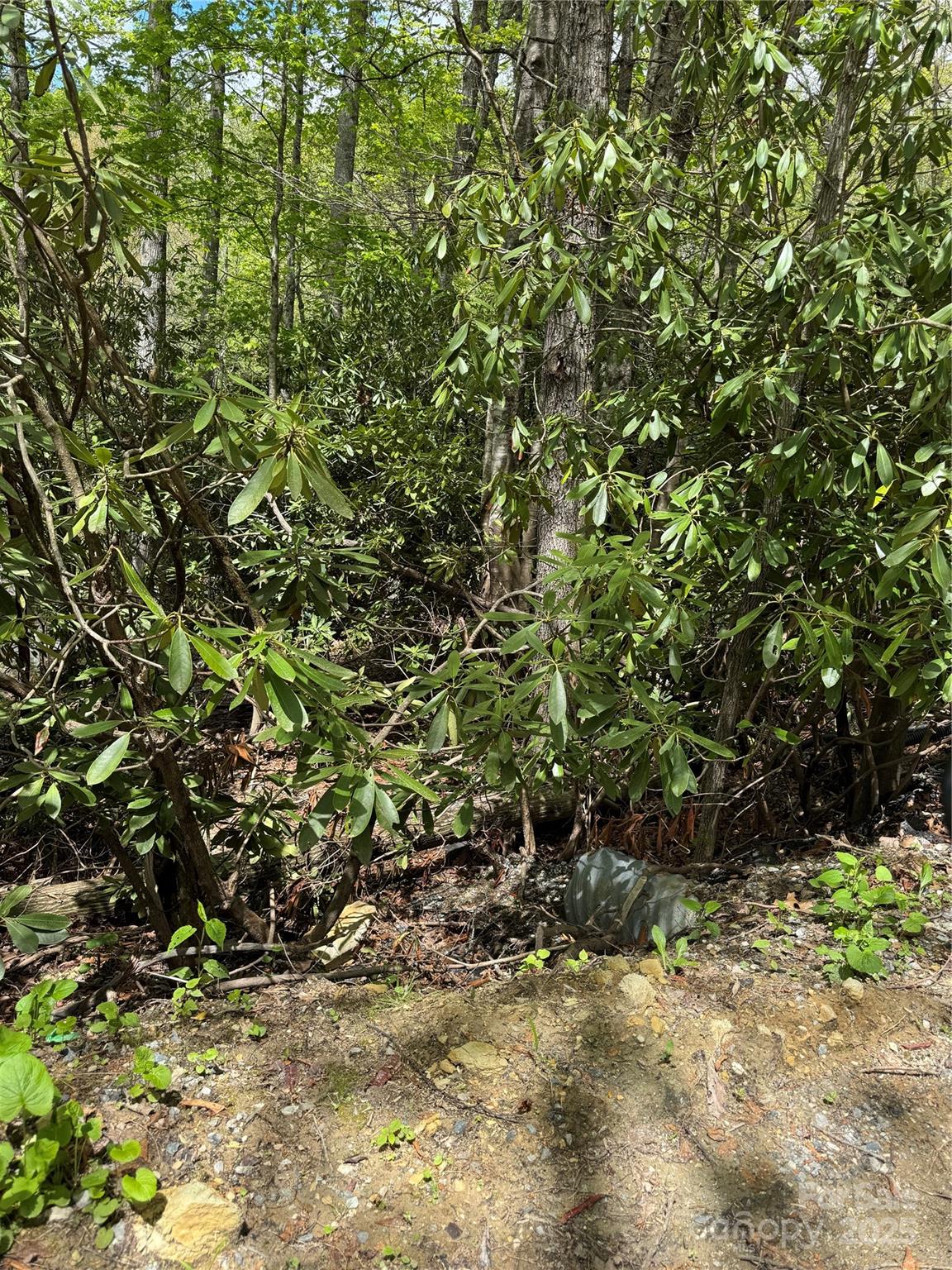 47 Hornbeam Road, Unit 234 Newland, NC 28657 - Photo 6 of 9 a view of a tree in a yard