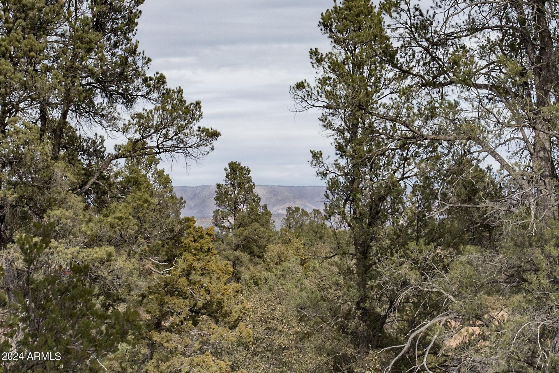 a view of a lake with a tree