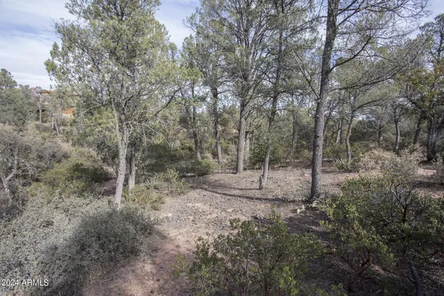 a view of a forest with trees
