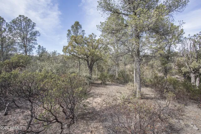 a view of a forest with trees in the background