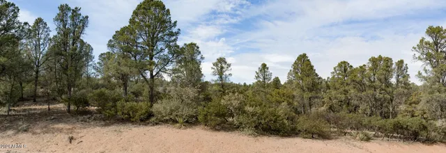 a view of a large trees with lots of trees