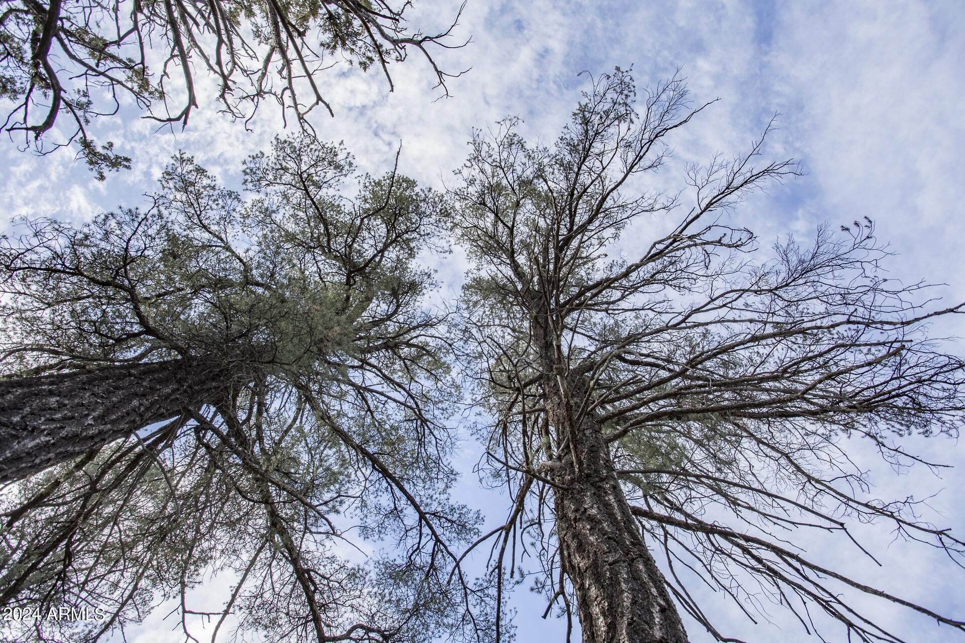 506 South Rim Club Drive, Unit 7 Payson, AZ 85541 - Photo 8 of 29 a backyard of a house with lots of trees
