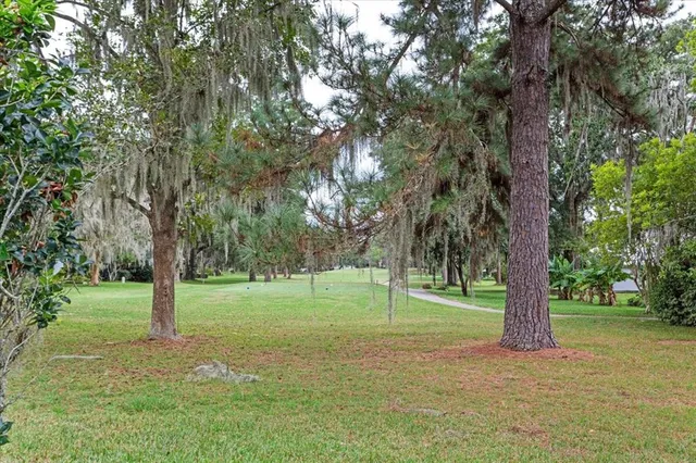 a view of a trees in a park