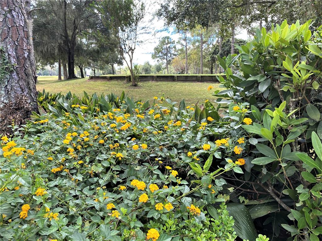 7203 Northwest 121st Avenue Alachua, FL 32615 - Photo 30 of 37 a view of a lake with a tree
