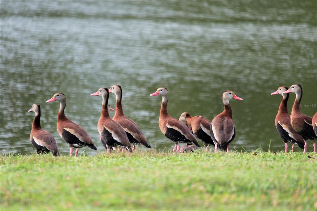 7203 Northwest 121st Avenue Alachua, FL 32615 - Photo 33 of 37 a view of a backyard of the house