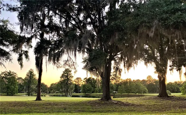 a view of a large trees