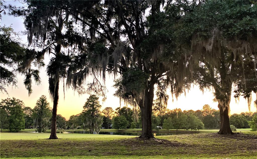 7203 Northwest 121st Avenue Alachua, FL 32615 - Photo 37 of 37 a view of a large trees