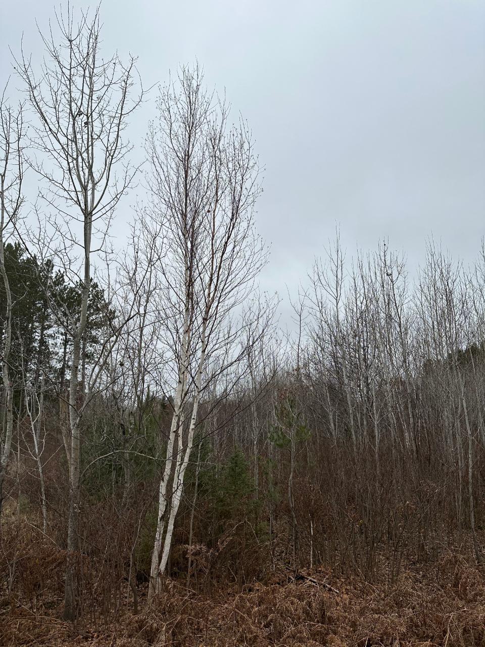 On Swamp Lake Road, Unit 406911 Tomahawk, WI 54487 - Photo 1 of 2 Gallery Image 1