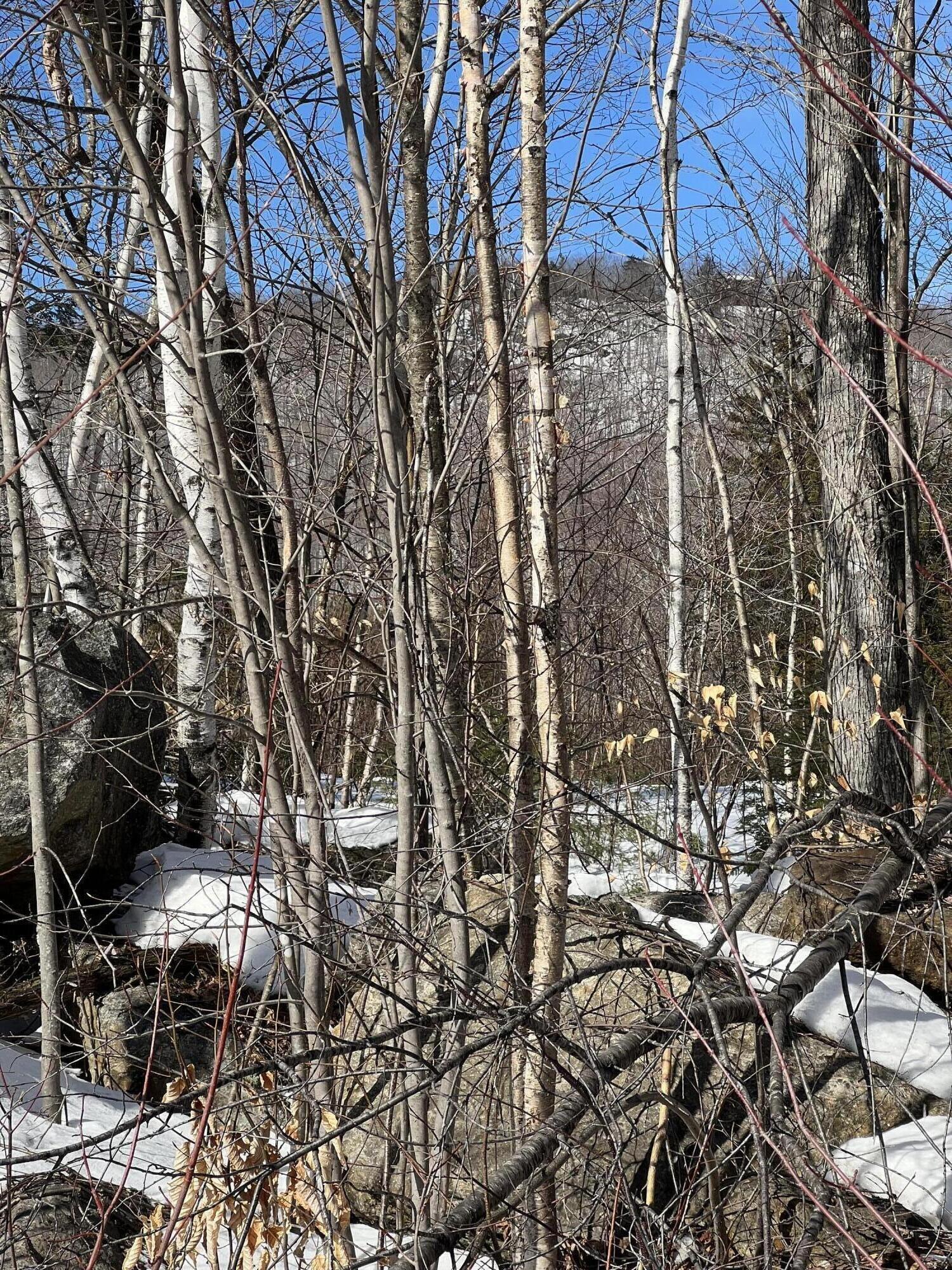 Lot 104-2 Douglass Road Newry, ME 04261 - Photo 7 of 10 IMG_2235
