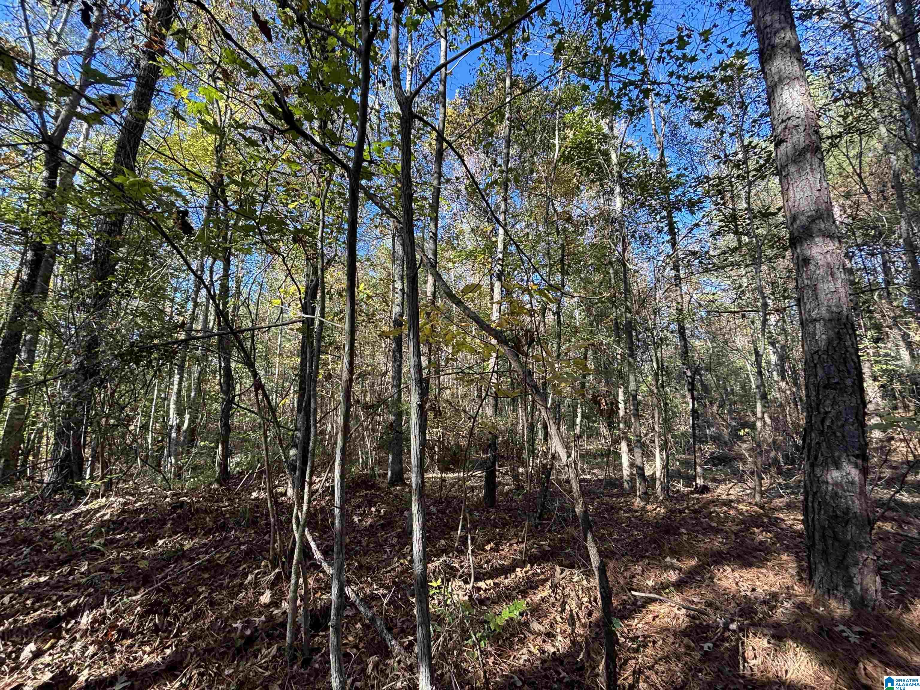 0 Waldrop Road, Unit 10 82 ACRES Ashville, AL 35953 - Photo 16 of 22