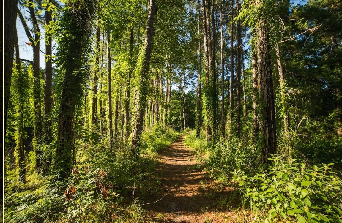 11-24-79 Sanctuary Road Huntsville, TX 77340 - Photo 17 of 26 a view of a garden