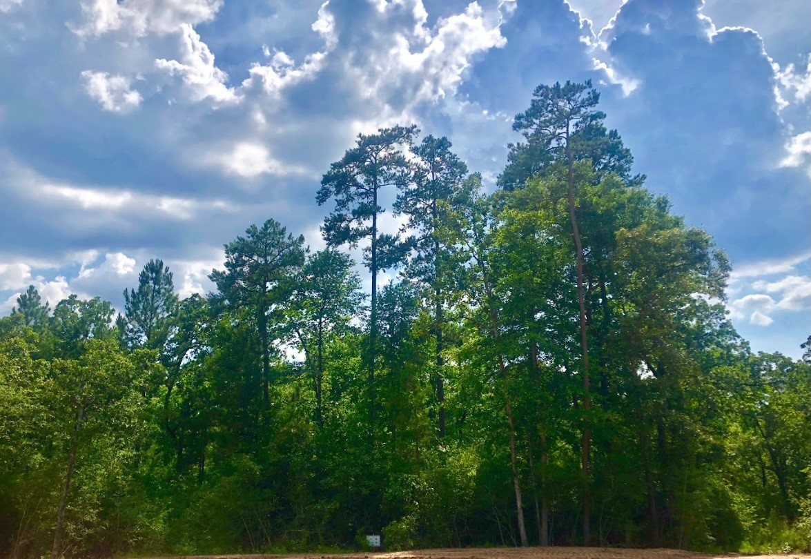 11-24-79 Sanctuary Road Huntsville, TX 77340 - Photo 20 of 26 a view of a lot of trees