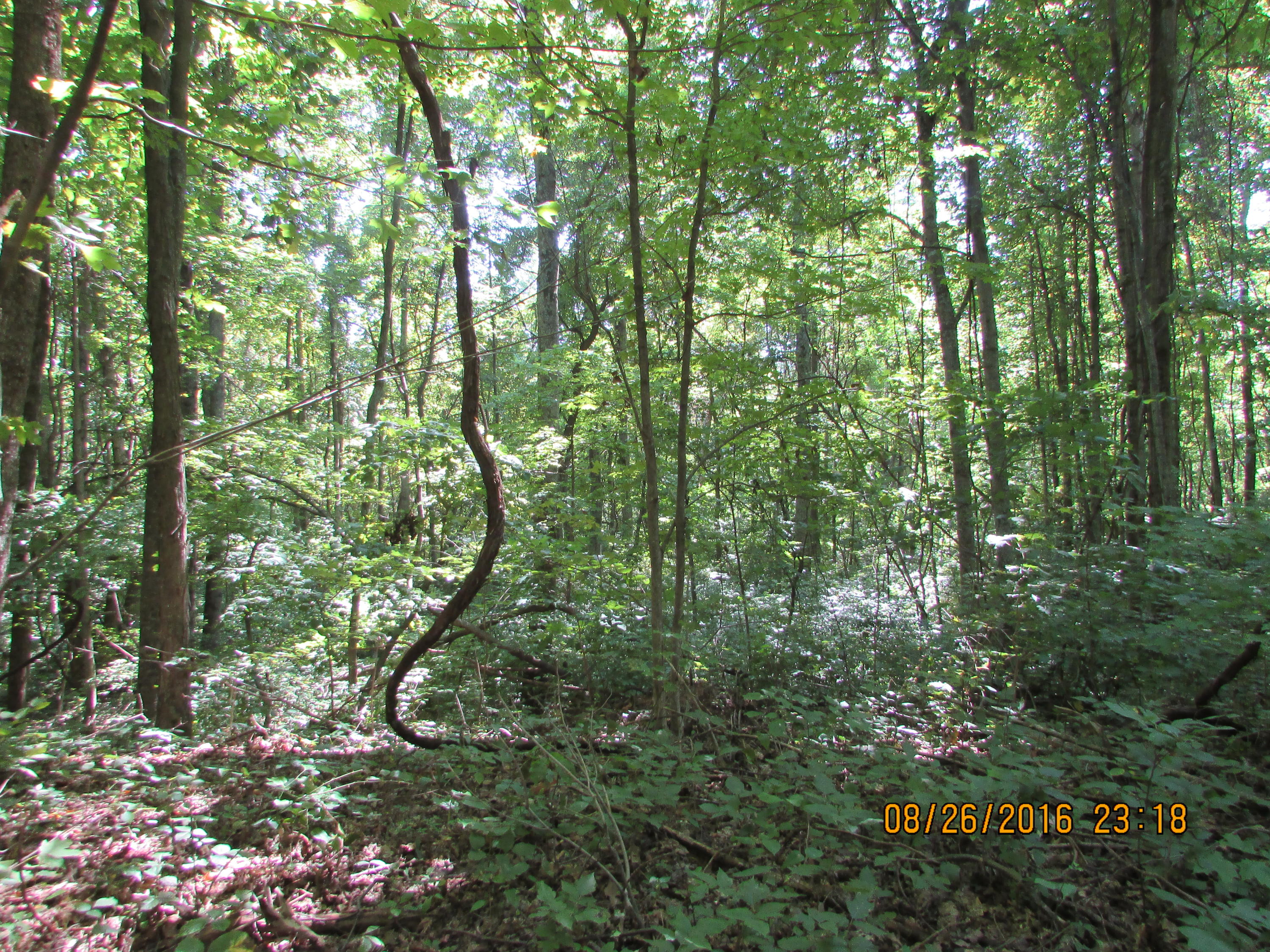 Tbd Brown Mountain Road Eidson, TN 37731 - Photo 14 of 40 IMG_4785