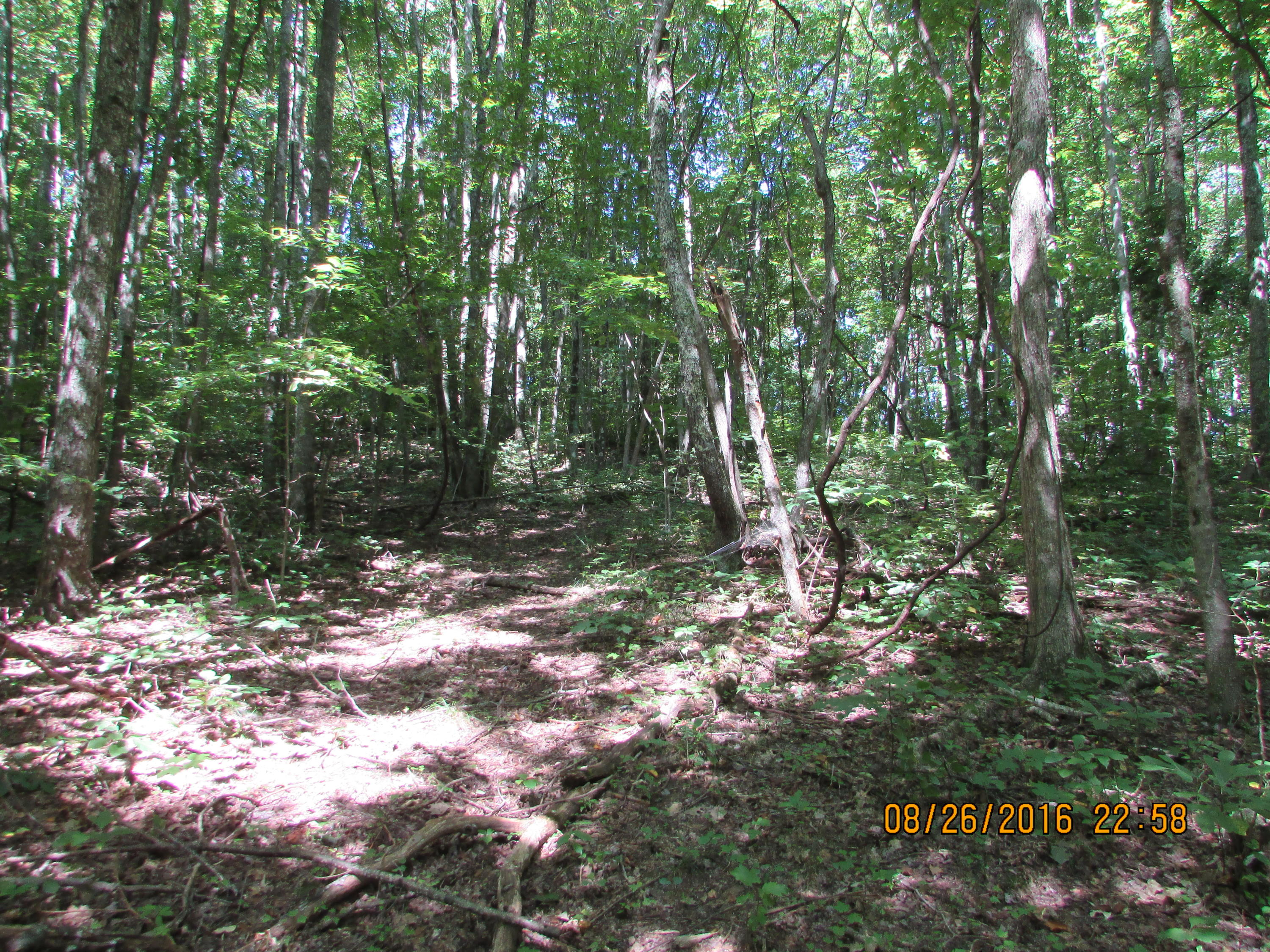 Tbd Brown Mountain Road Eidson, TN 37731 - Photo 8 of 40 IMG_4779