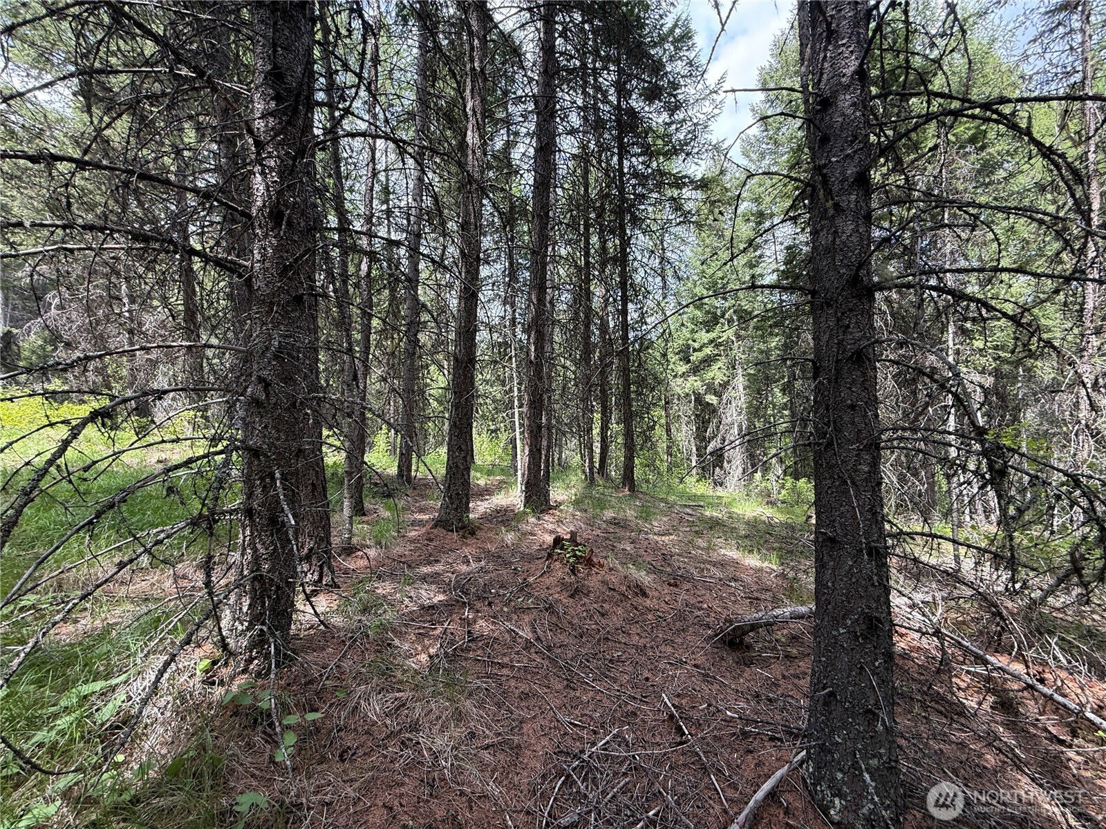 0 Knob Hl Road East Republic, WA 99166 - Photo 21 of 31 a view of a forest with trees