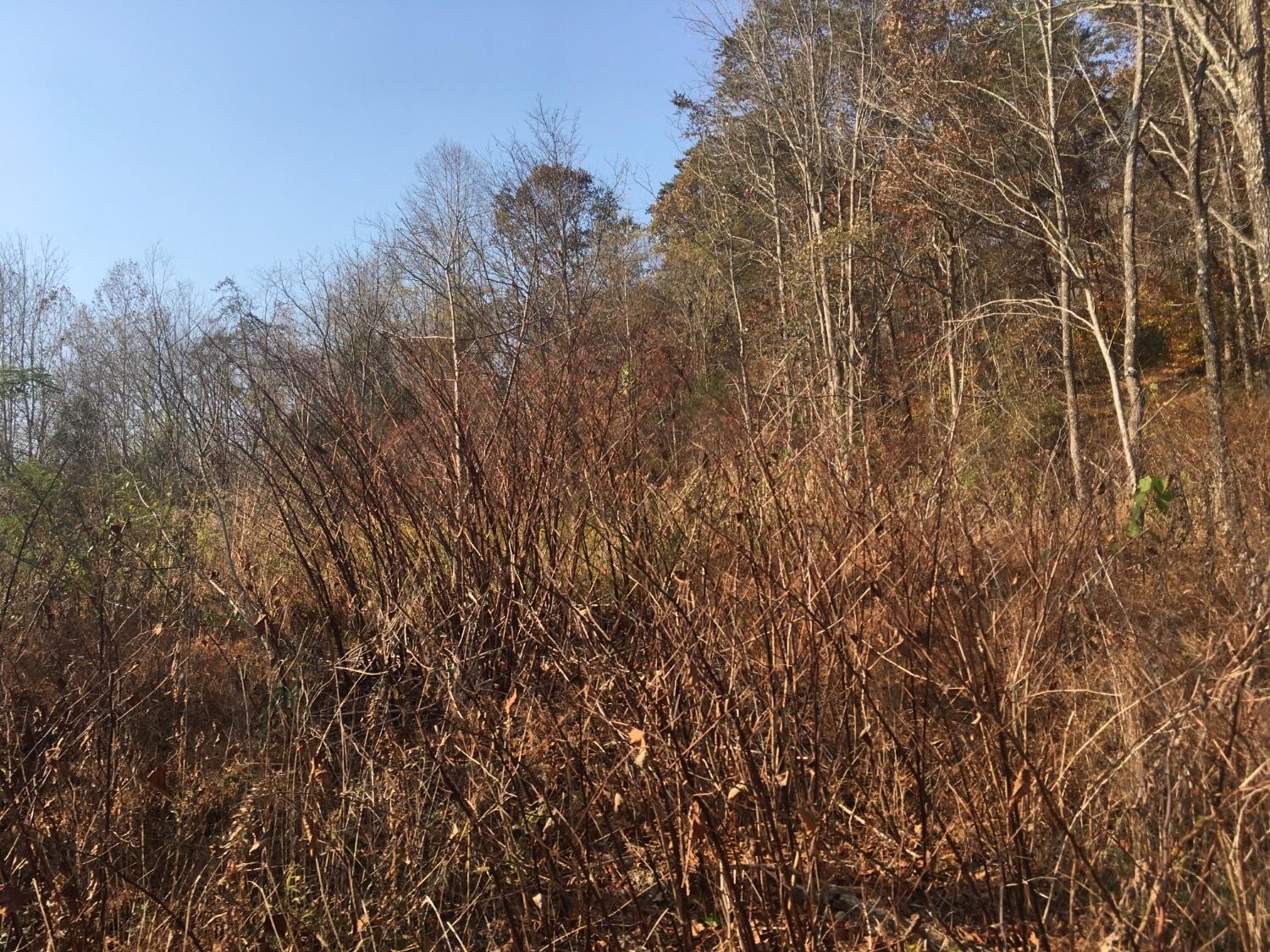 1133 Cane Creek Road Stanton, KY 40380 - Photo 9 of 22 Photo 9