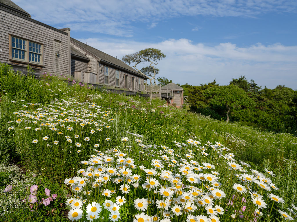 35 Shawkemo Road Nantucket, MA 02554 - Photo 14 of 53 a backyard of a house with lots of green space