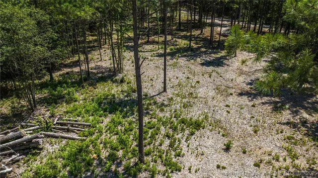 a view of a yard with plants and large trees