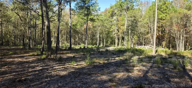a view of a forest with trees