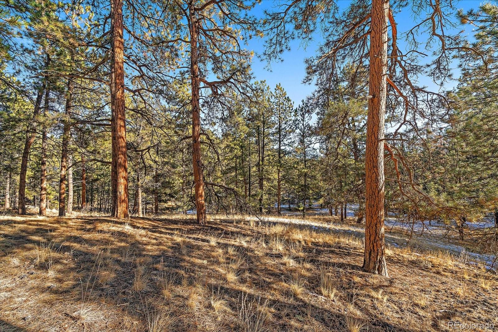 0 Fish Pond Way Pine Pine, CO 80470 - Photo 4 of 16 a view of outdoor space with trees