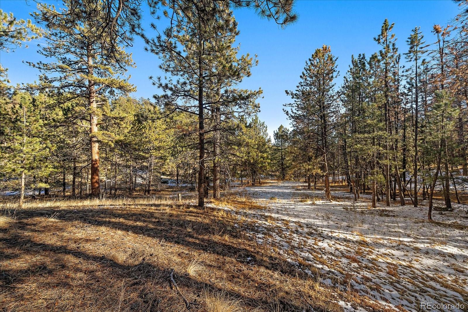 0 Fish Pond Way Pine Pine, CO 80470 - Photo 6 of 16 a view of dirt yard with a large tree