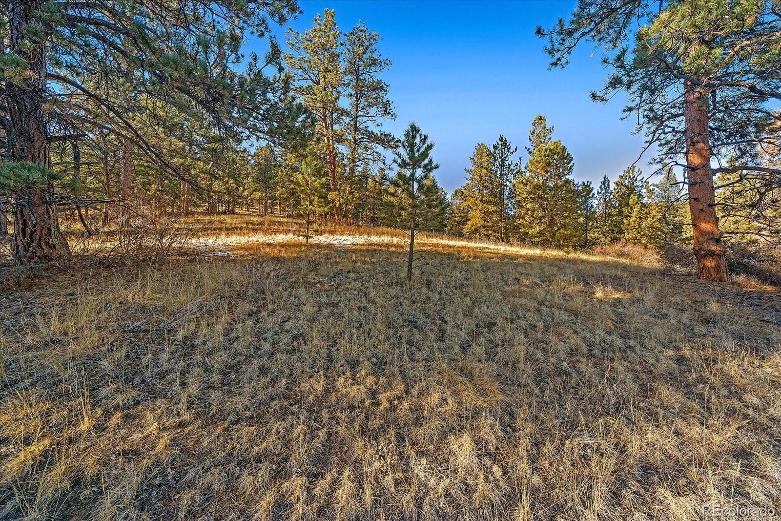 0 Fish Pond Way Pine Pine, CO 80470 - Photo 8 of 16 a view of a yard with an trees