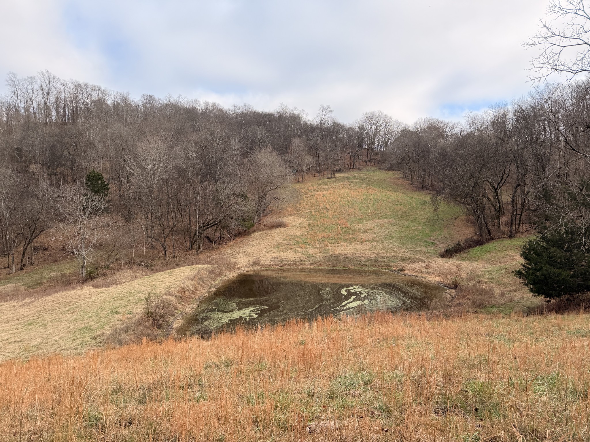 a view of a lake from a yard