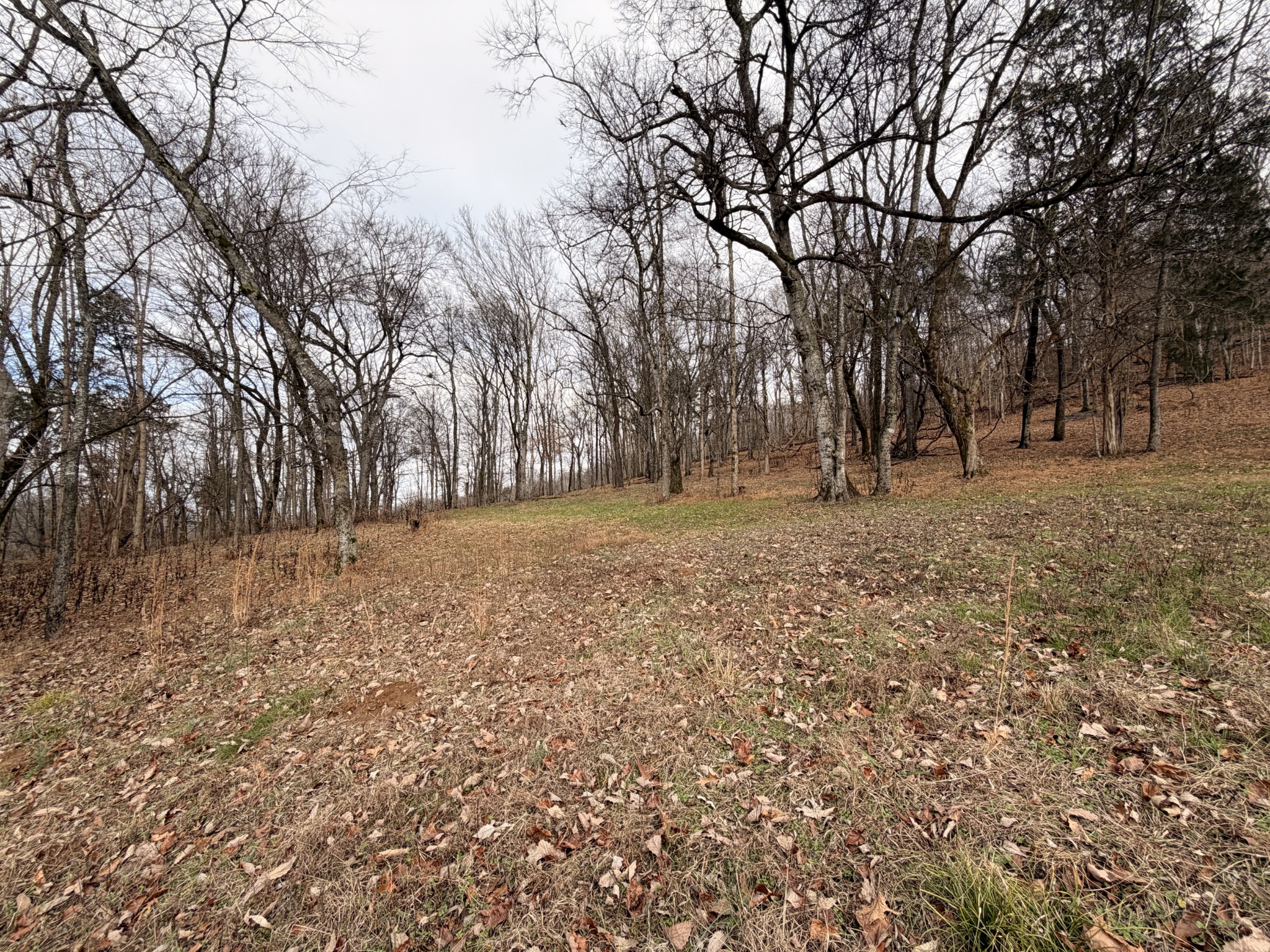 7 Crooked Hill Road North Pulaski, TN 38478 - Photo 6 of 13 a backyard of apartments with large trees