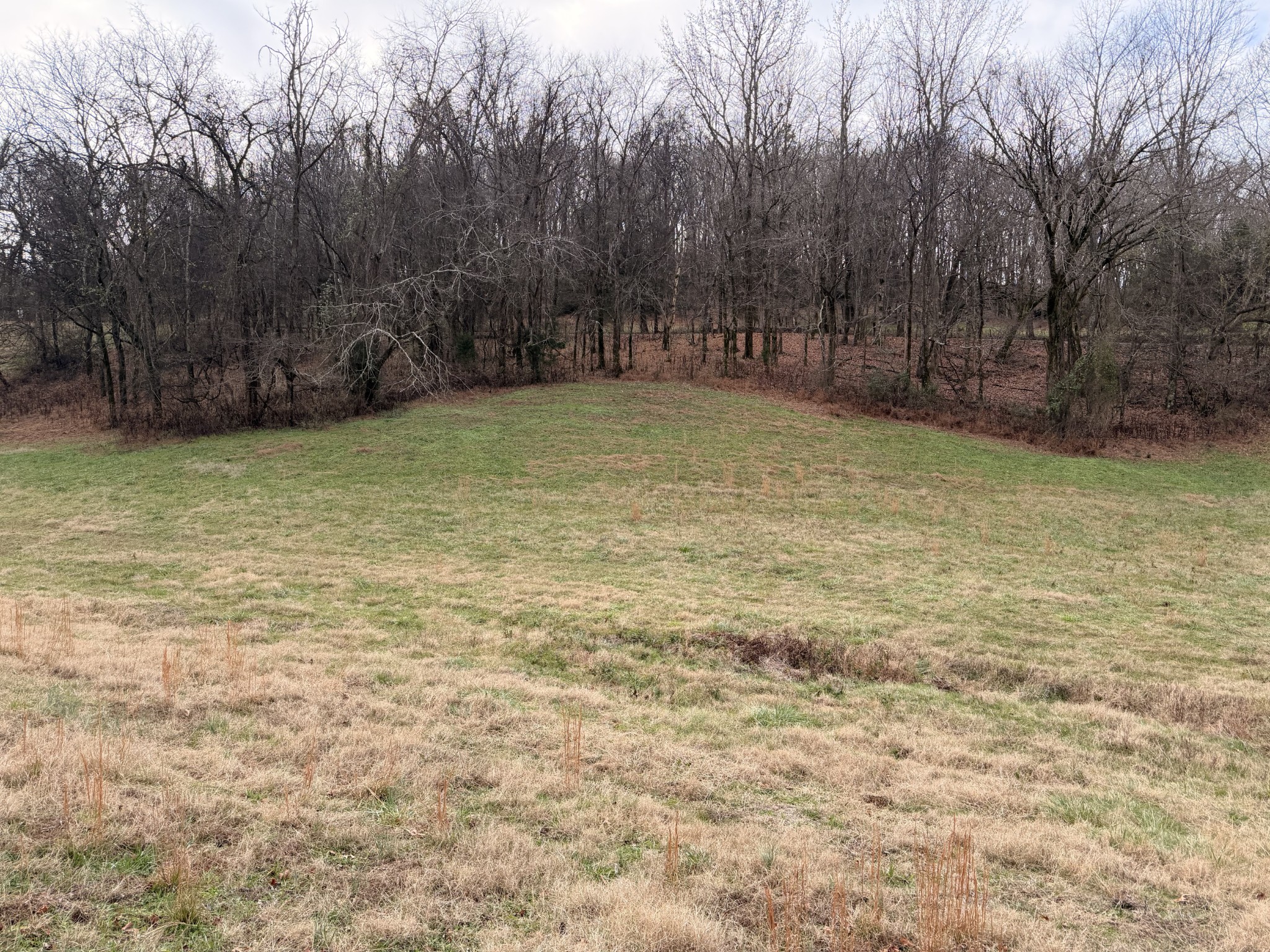 7 Crooked Hill Road North Pulaski, TN 38478 - Photo 7 of 13 a view of a yard with a tree