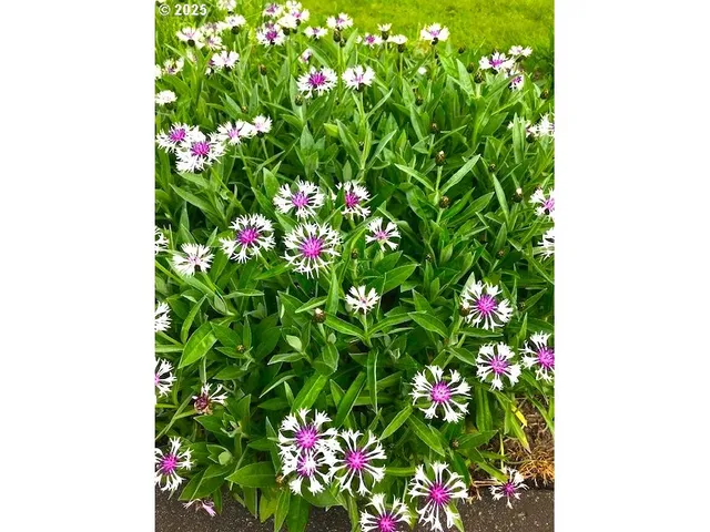 a view of a flower in a garden