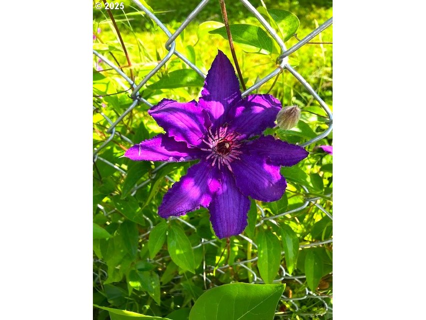 212 Northwest 5th Avenue John Day, OR 97845 - Photo 24 of 38 a view of a flower in a garden