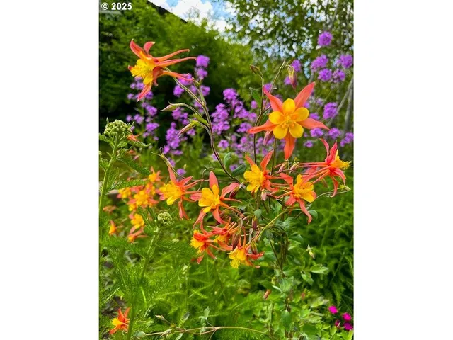 a small yard and potted plants
