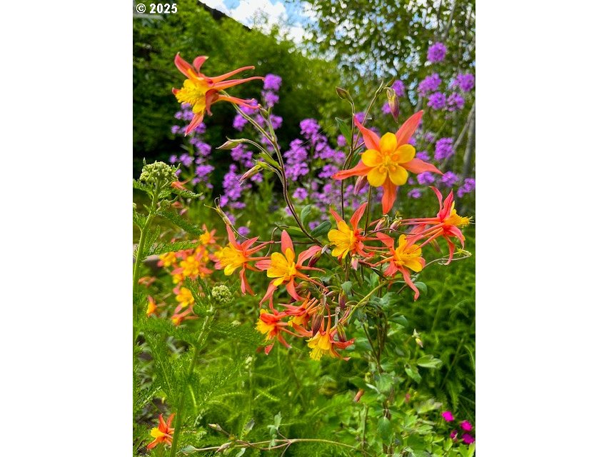 212 Northwest 5th Avenue John Day, OR 97845 - Photo 25 of 38 a picture of flowers
