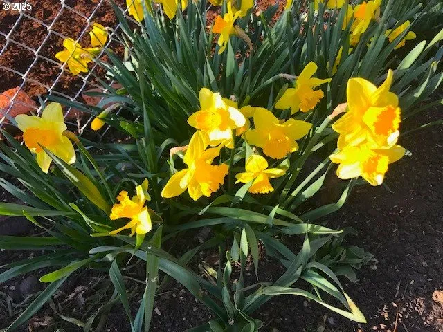 a flower room with lots of flowers