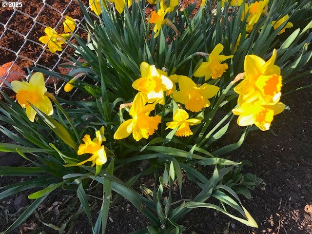 212 Northwest 5th Avenue John Day, OR 97845 - Photo 26 of 38 a view of a tree with a plant