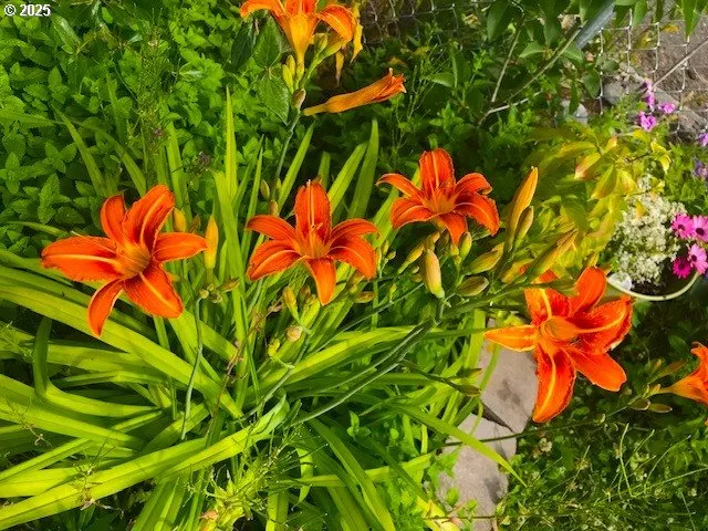 a flower in a garden