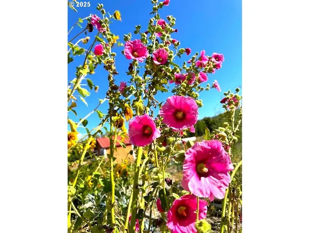 a bunch of flowers in a garden