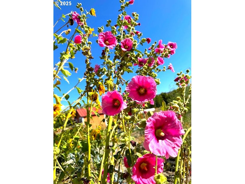 212 Northwest 5th Avenue John Day, OR 97845 - Photo 29 of 38 a flower room with lots of flowers