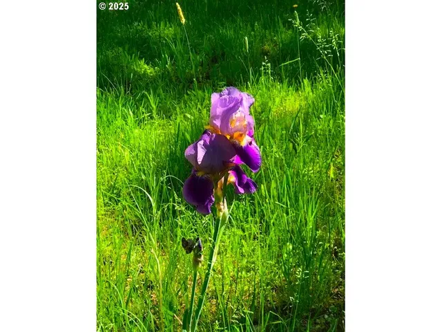 a picture of flowers