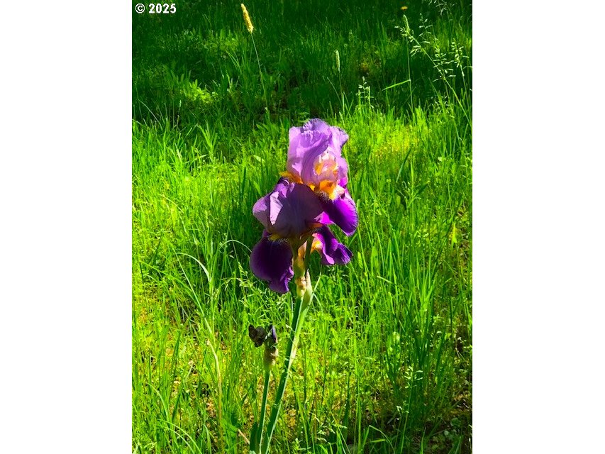 212 Northwest 5th Avenue John Day, OR 97845 - Photo 30 of 38 a flower in a garden