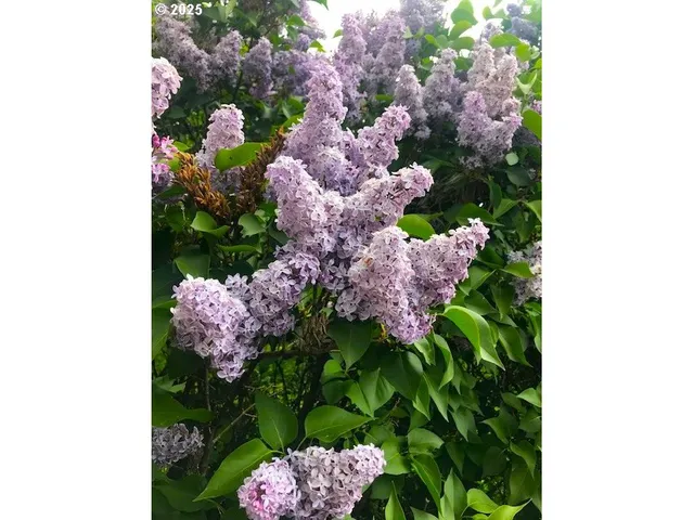 a view of a small yard