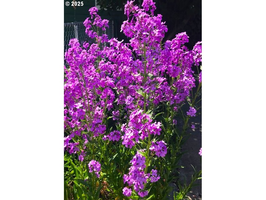 212 Northwest 5th Avenue John Day, OR 97845 - Photo 33 of 38 a picture of flowers