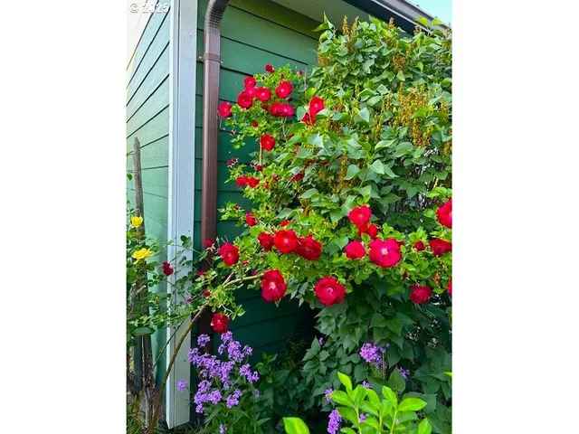 a view of a flower in a garden